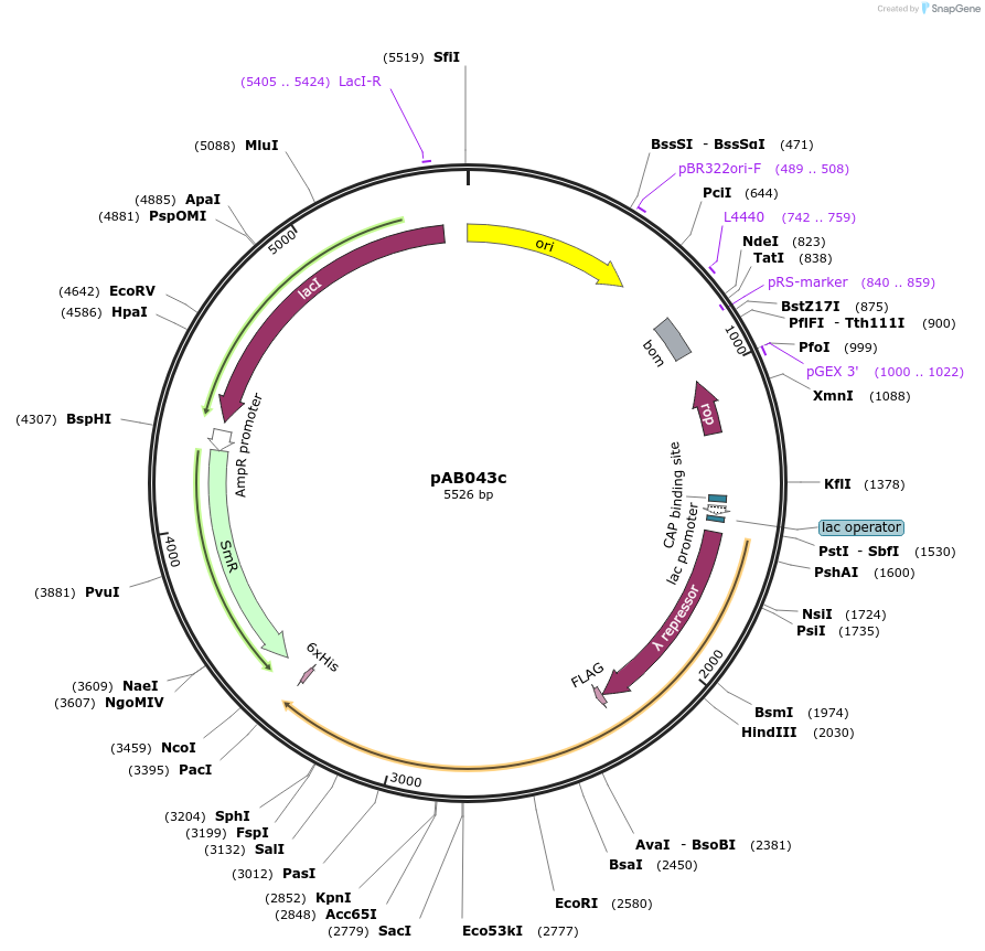79223-plasmid-map-sequence-id-148344