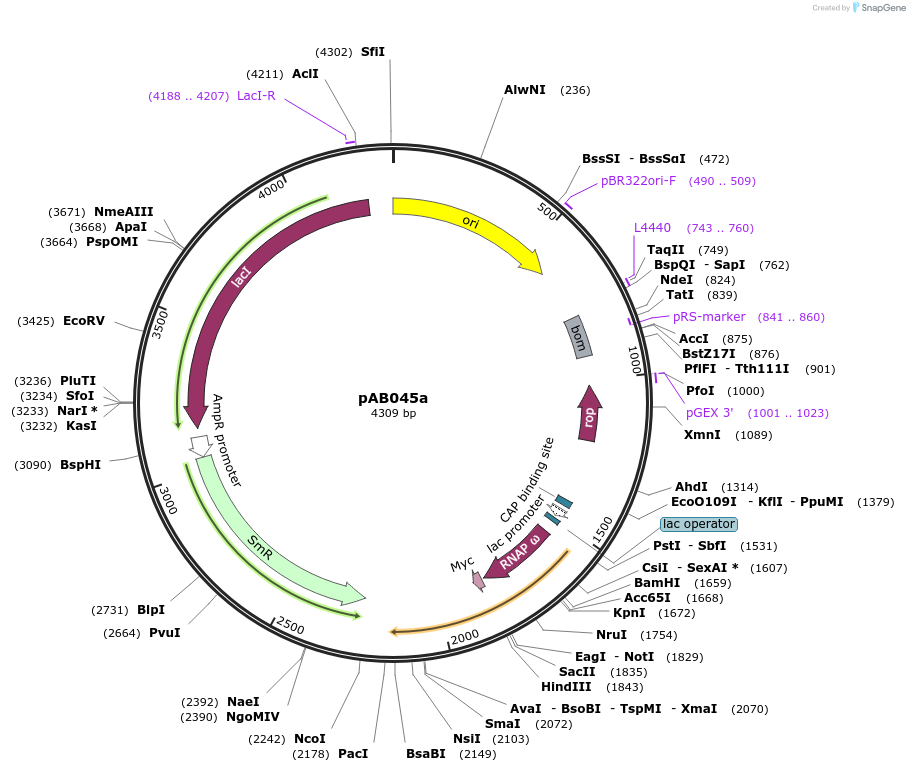 79224-plasmid-map-sequence-id-148345