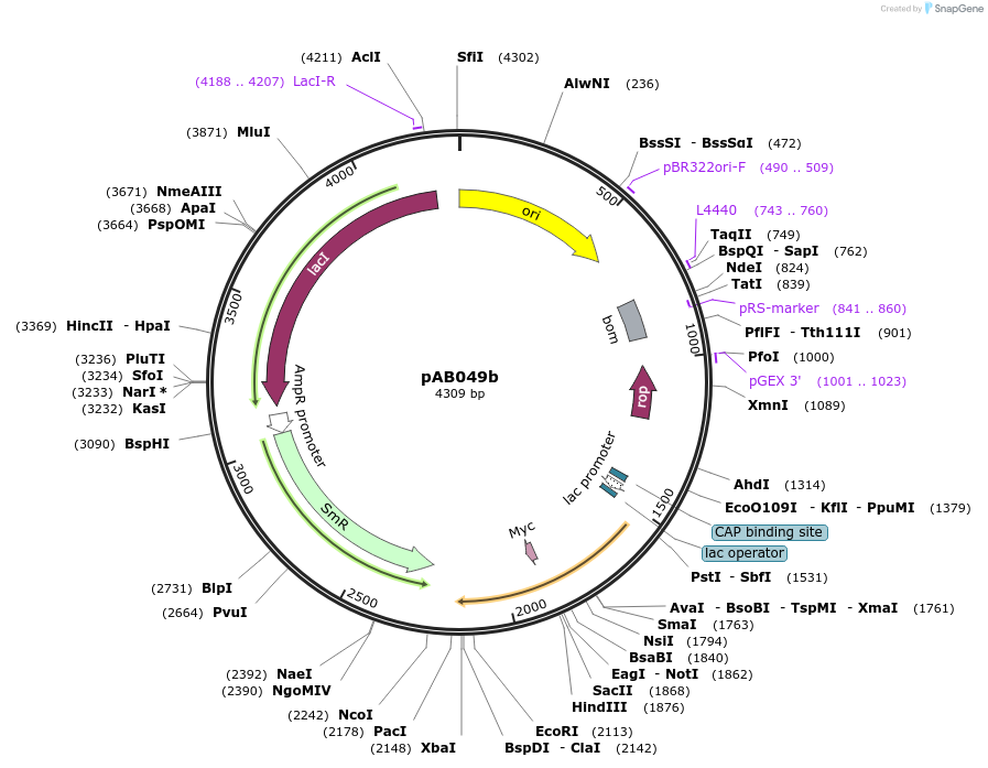 79225-plasmid-map-sequence-id-148346