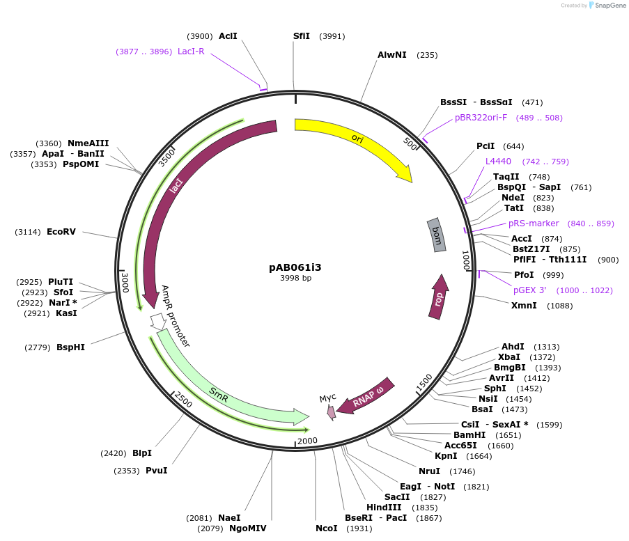 79230-plasmid-map-sequence-id-148351