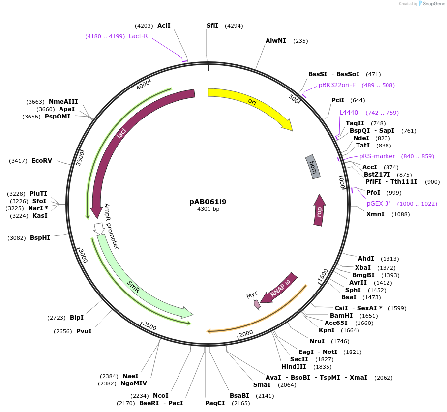 79232-plasmid-map-sequence-id-148353