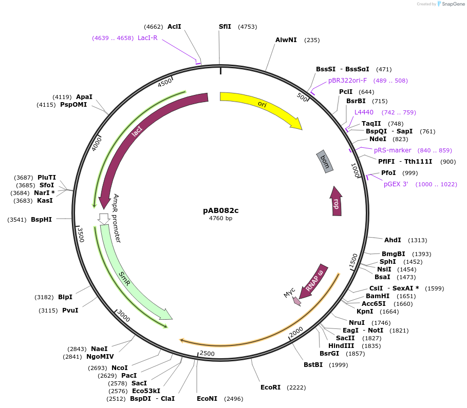 79235-plasmid-map-sequence-id-148356