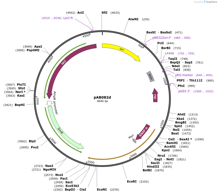 79236-plasmid-map-sequence-id-148357