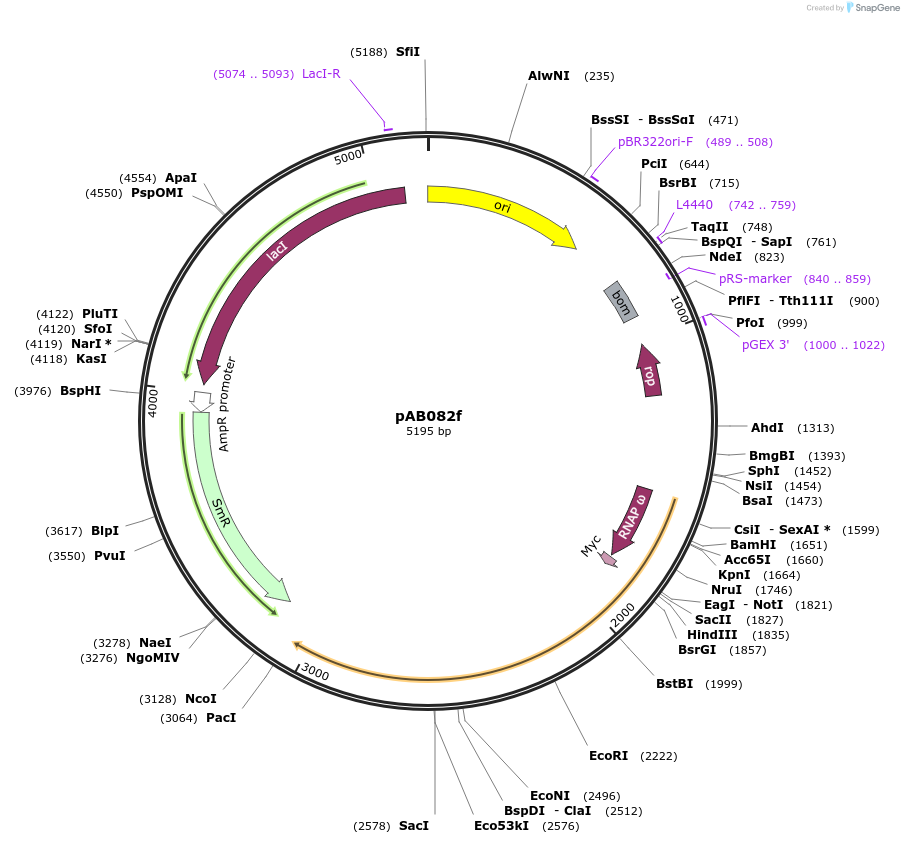 79238-plasmid-map-sequence-id-148359