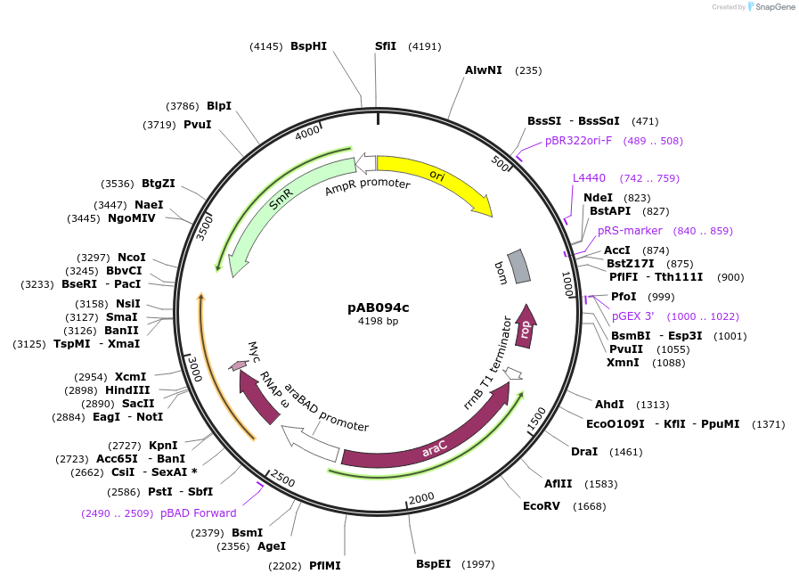 79243-plasmid-map-sequence-id-148364