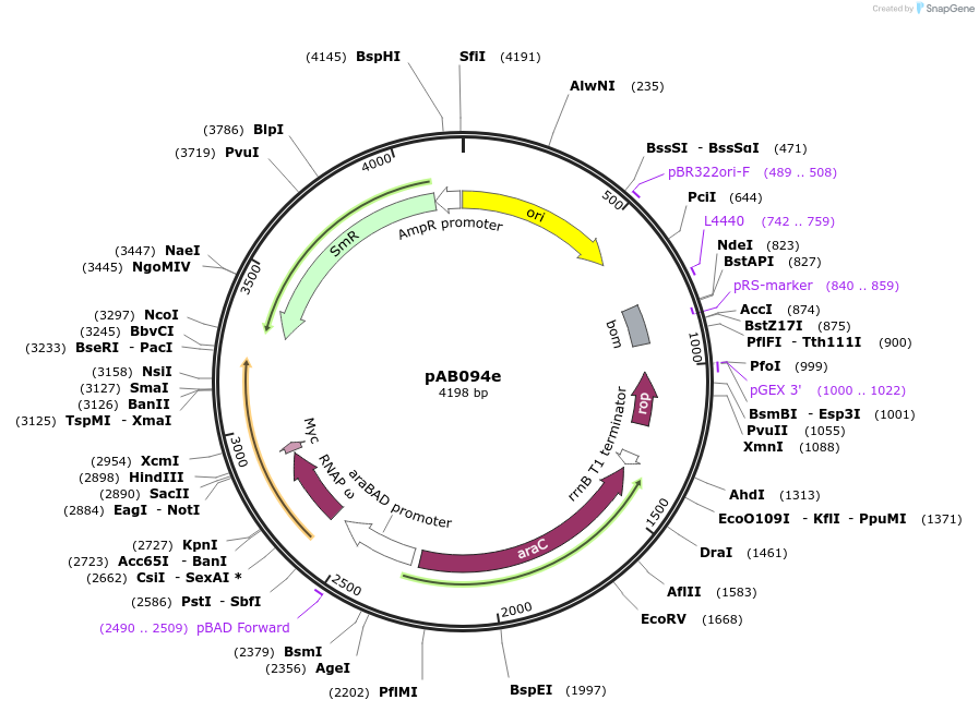 79245-plasmid-map-sequence-id-148366