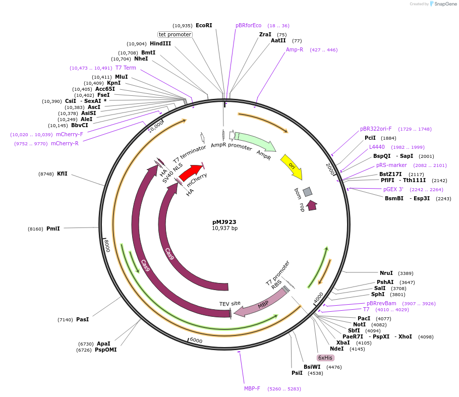 78313-plasmid-map-sequence-id-148391