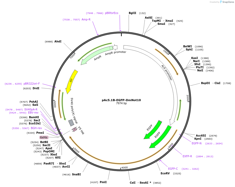 79254-plasmid-map-sequence-id-148403