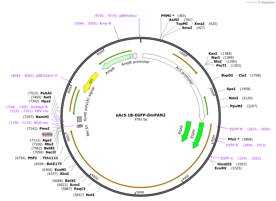 79256-plasmid-map-sequence-id-148405