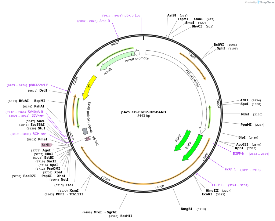 79257-plasmid-map-sequence-id-148406