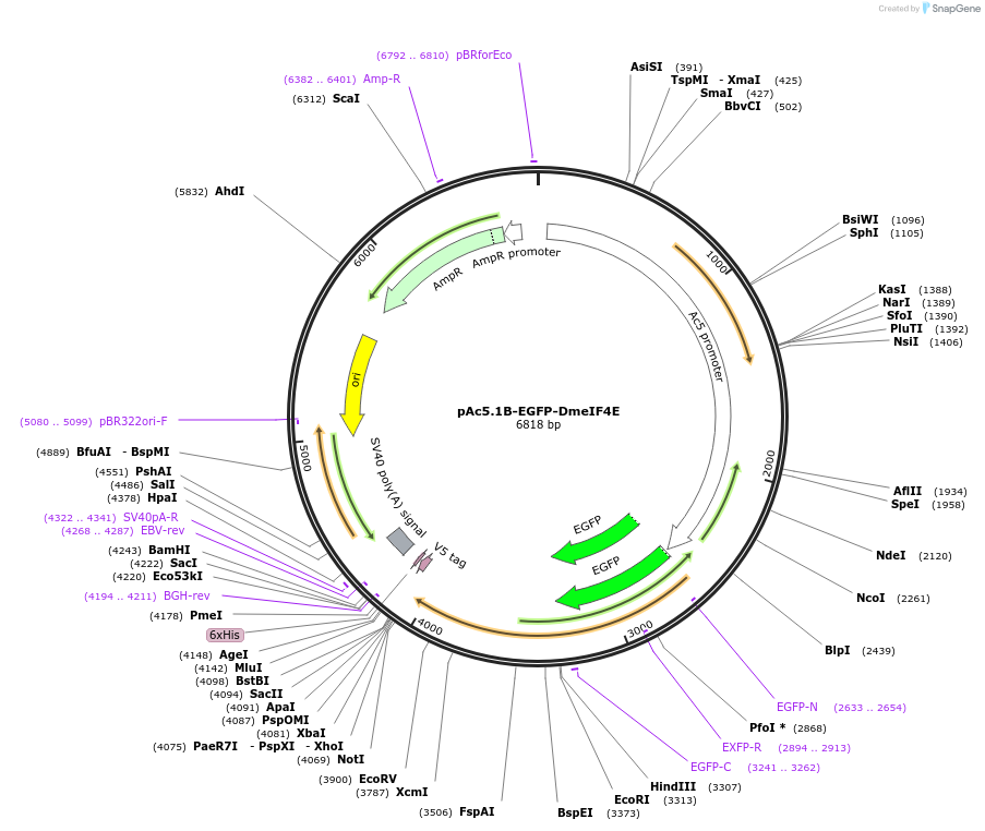 79258-plasmid-map-sequence-id-148407