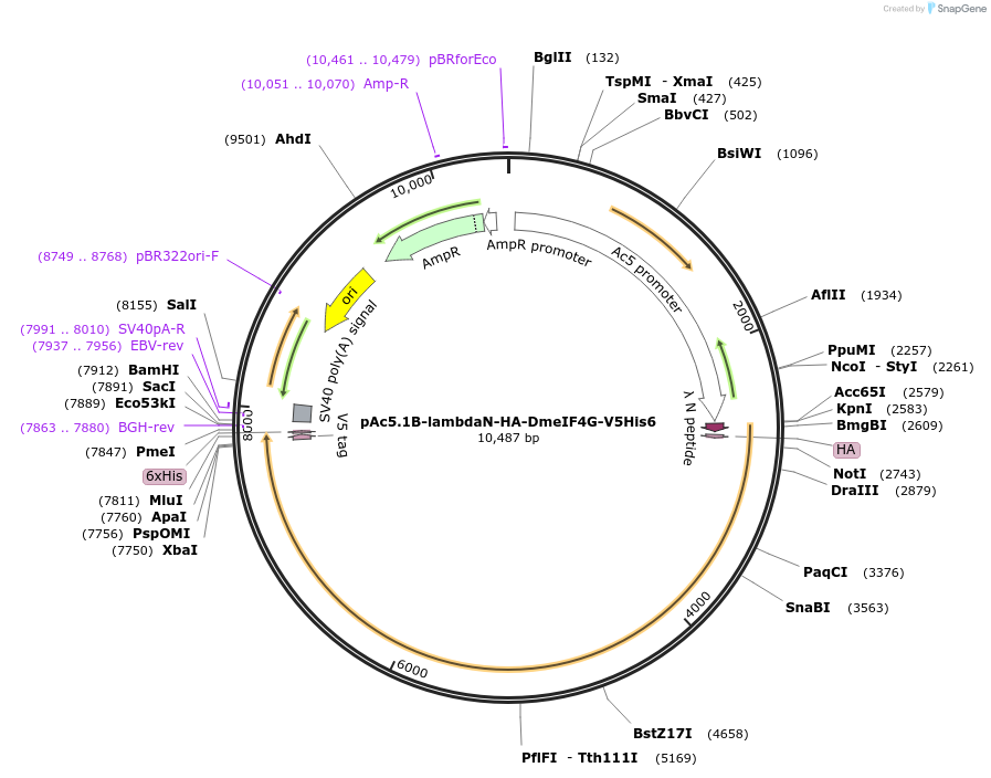 79259-plasmid-map-sequence-id-148409