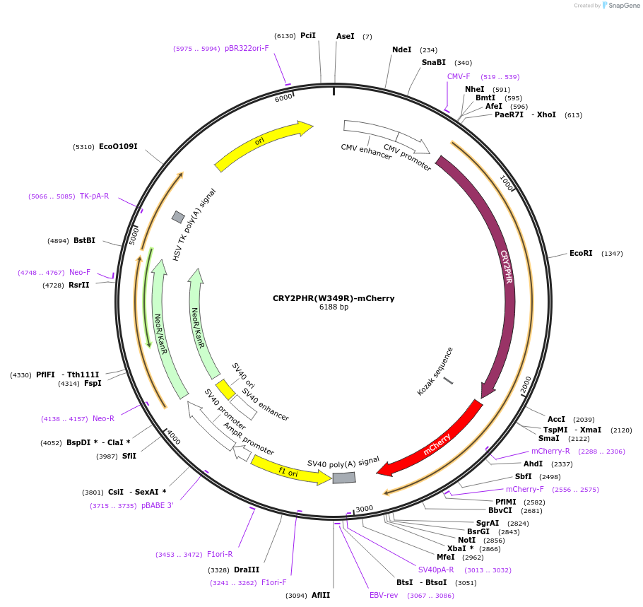 75370-plasmid-map-sequence-id-148532