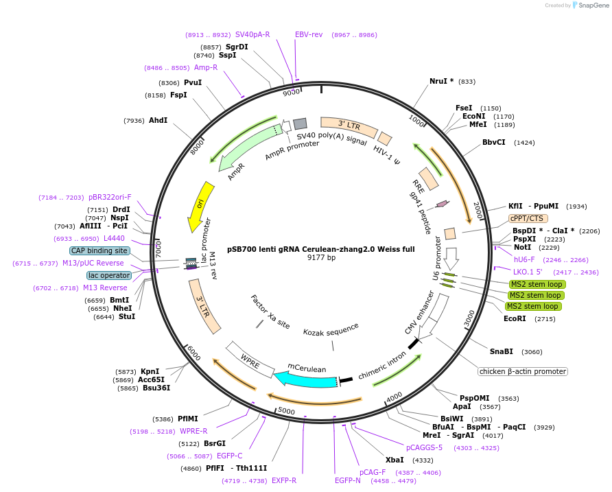79383-plasmid-map-sequence-id-148540