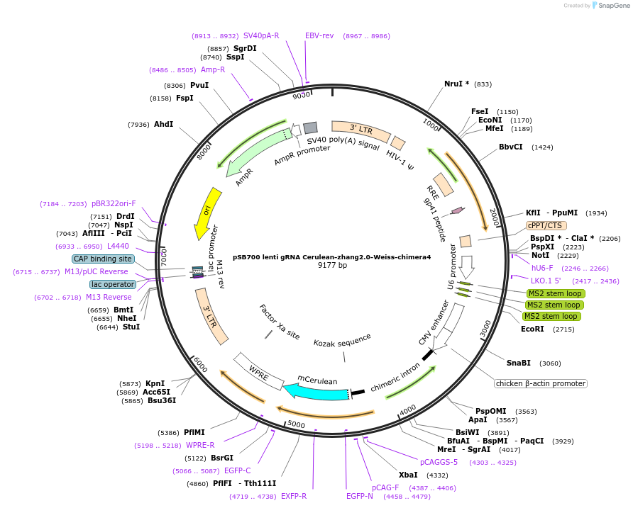 79382-plasmid-map-sequence-id-148542