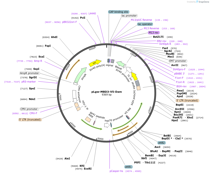 55605-plasmid-map-sequence-id-148543