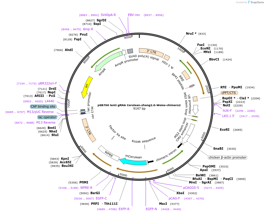 79380-plasmid-map-sequence-id-148547