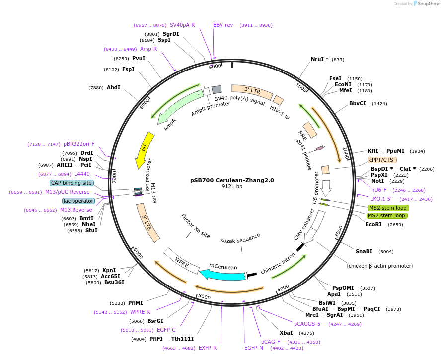 79378-plasmid-map-sequence-id-148549