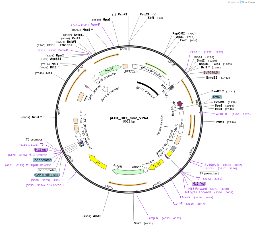79375-plasmid-map-sequence-id-148553