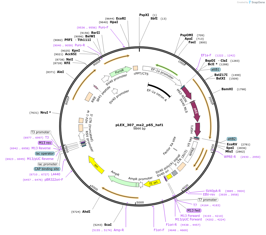 79374-plasmid-map-sequence-id-148555