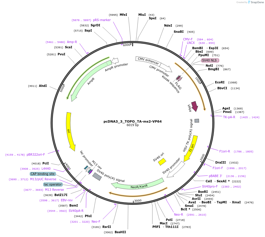 79371-plasmid-map-sequence-id-148558
