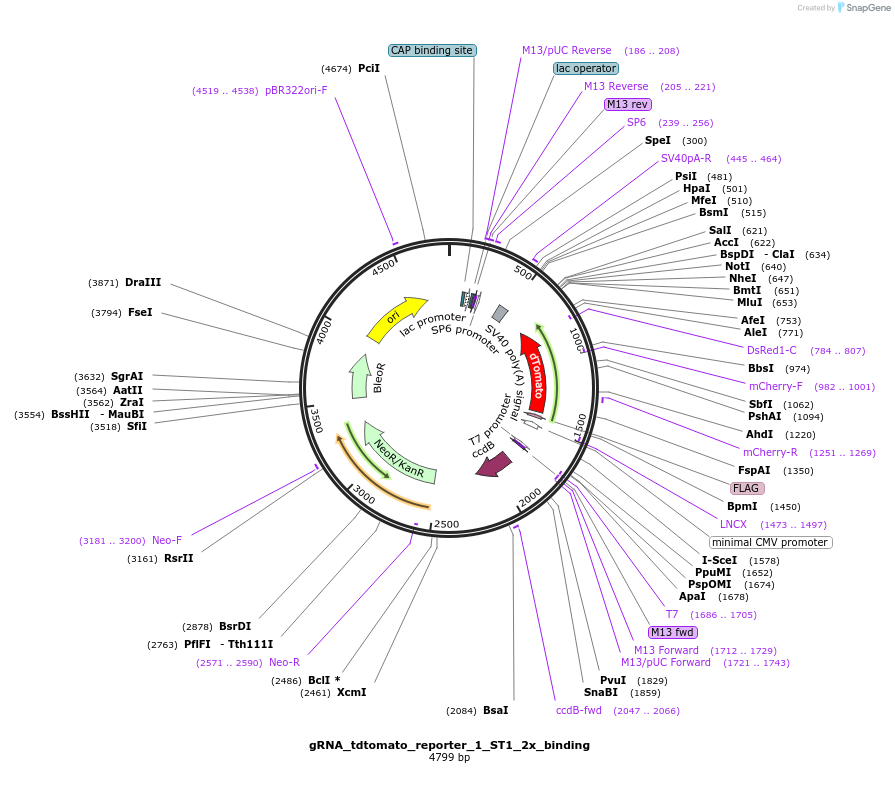 79368-plasmid-map-sequence-id-148559