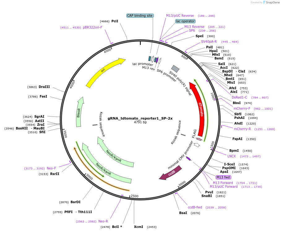 79370-plasmid-map-sequence-id-148561