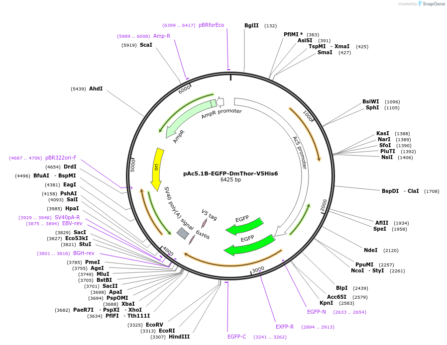 79408-plasmid-map-sequence-id-148593