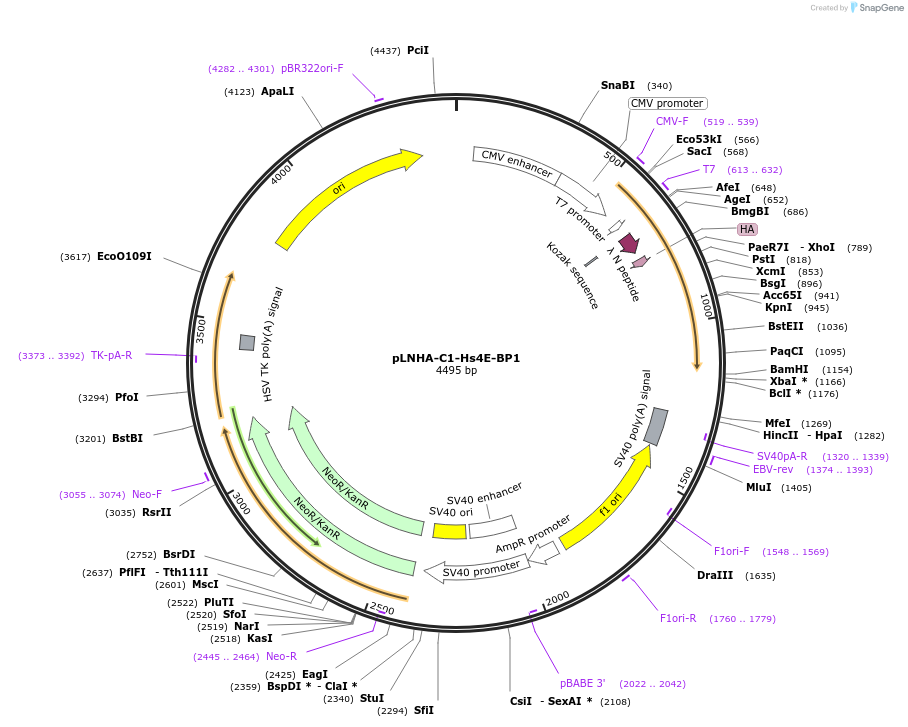 79438-plasmid-map-sequence-id-148595