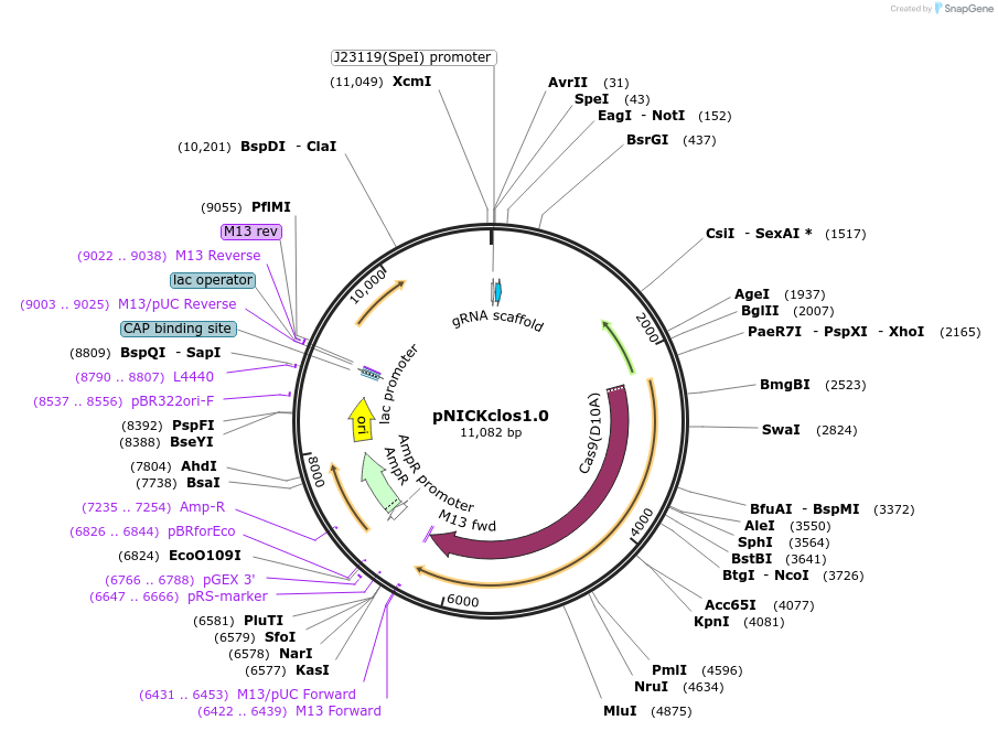 73639-plasmid-map-sequence-id-148603