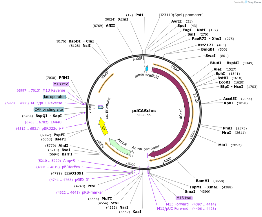 73640-plasmid-map-sequence-id-148604