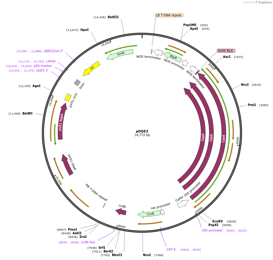 79441-plasmid-map-sequence-id-148606