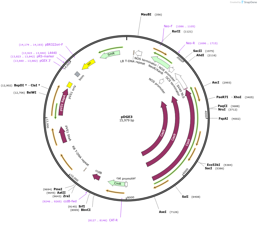 79442-plasmid-map-sequence-id-148607