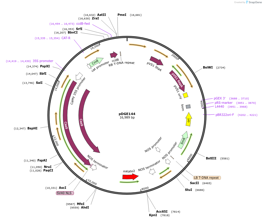 79448-plasmid-map-sequence-id-148613