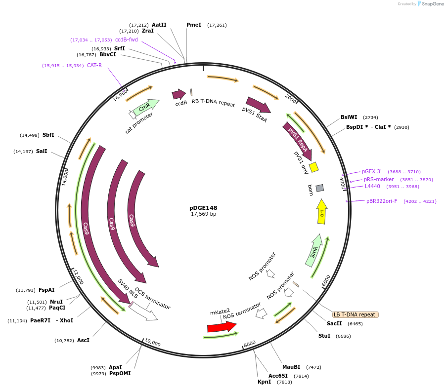 79450-plasmid-map-sequence-id-148615