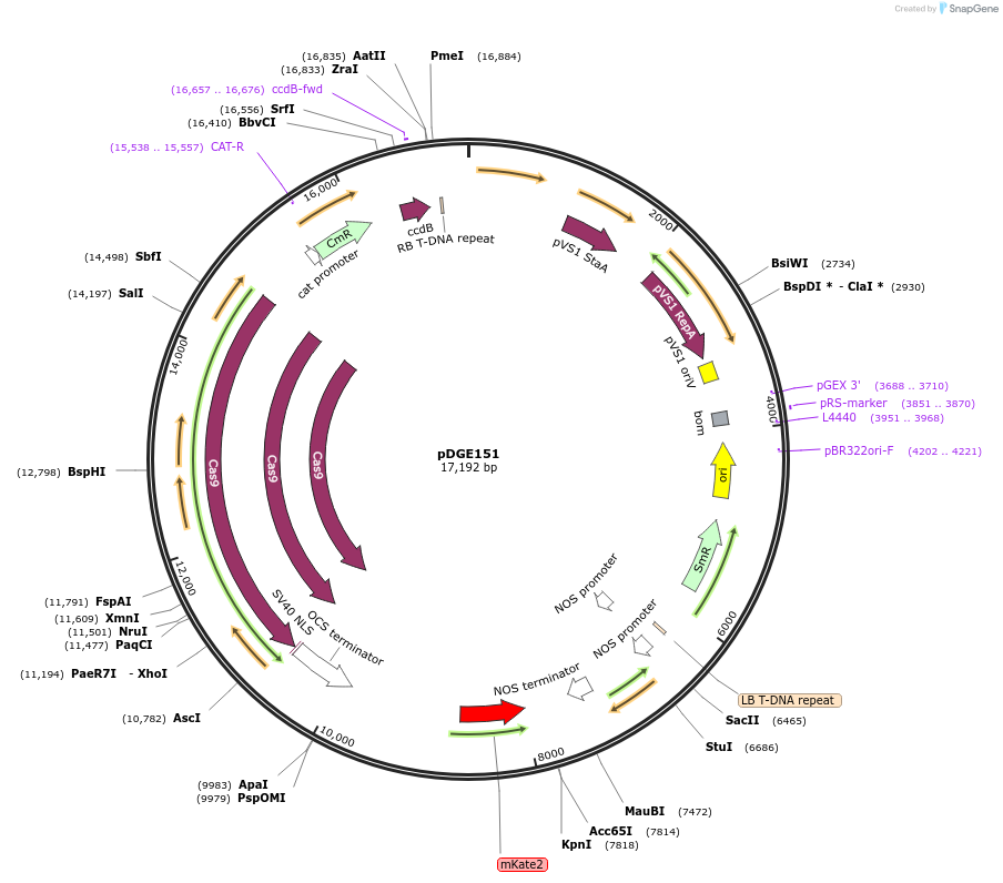 79451-plasmid-map-sequence-id-148616