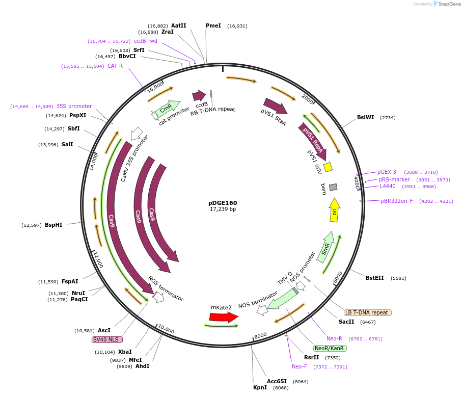 79452-plasmid-map-sequence-id-148617