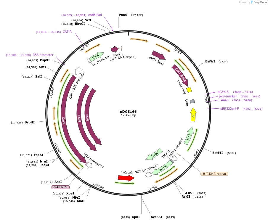 79456-plasmid-map-sequence-id-148621