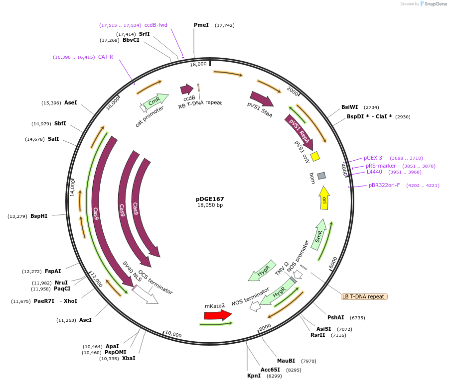 79457-plasmid-map-sequence-id-148622