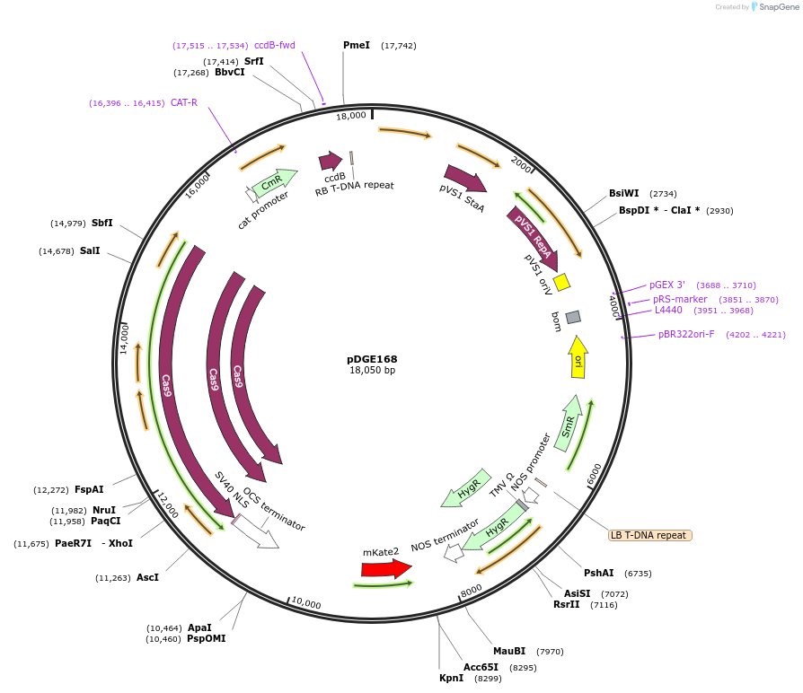 79458-plasmid-map-sequence-id-148623