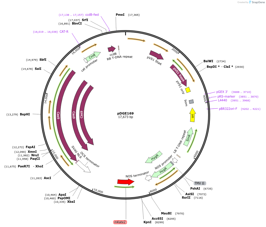 79459-plasmid-map-sequence-id-148624