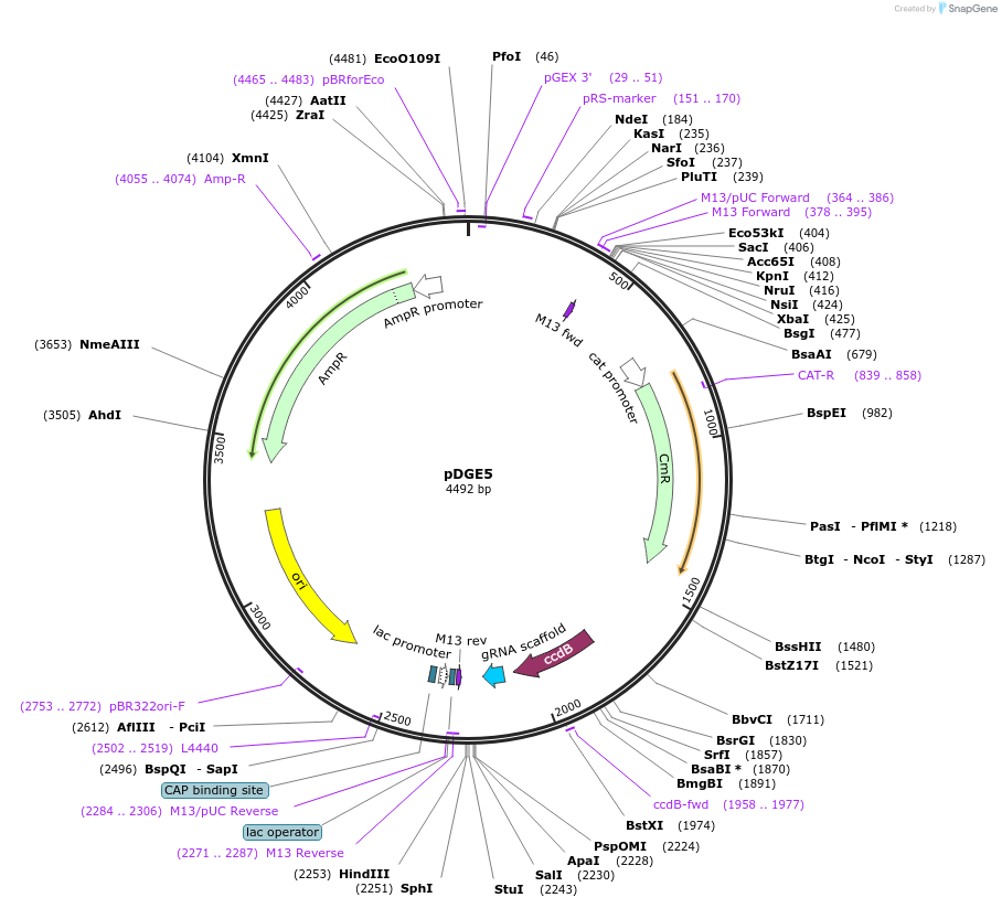 79461-plasmid-map-sequence-id-148626