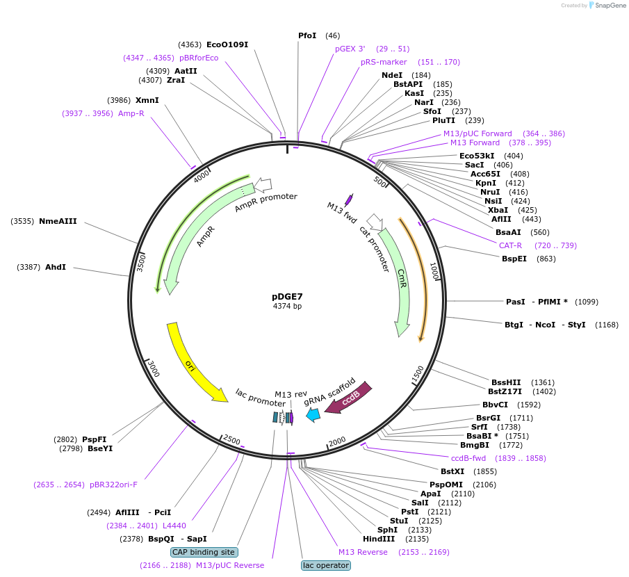 79462-plasmid-map-sequence-id-148627
