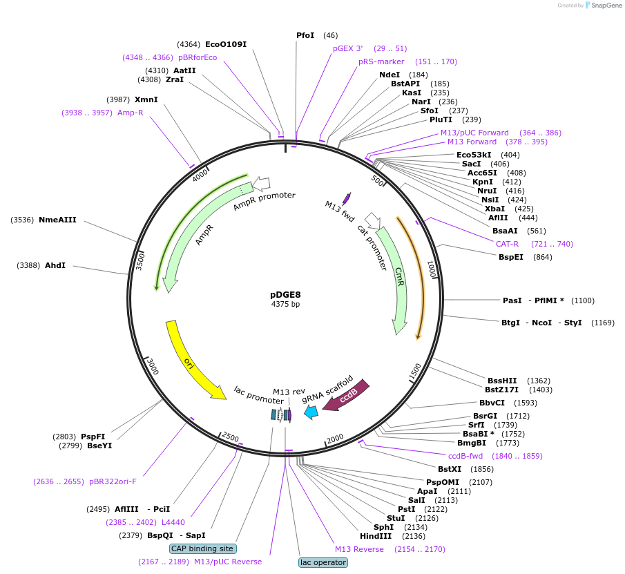 79463-plasmid-map-sequence-id-148628