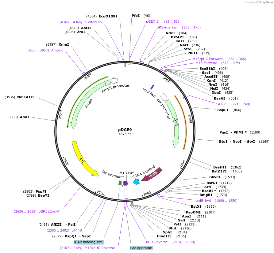 79465-plasmid-map-sequence-id-148629