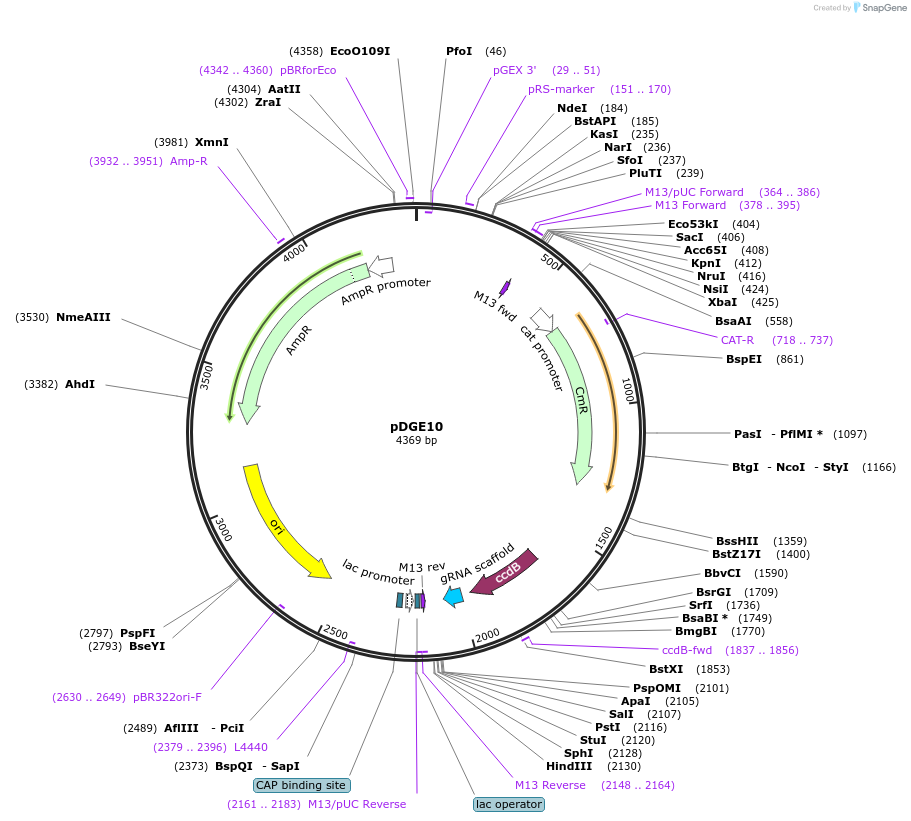 79466-plasmid-map-sequence-id-148630
