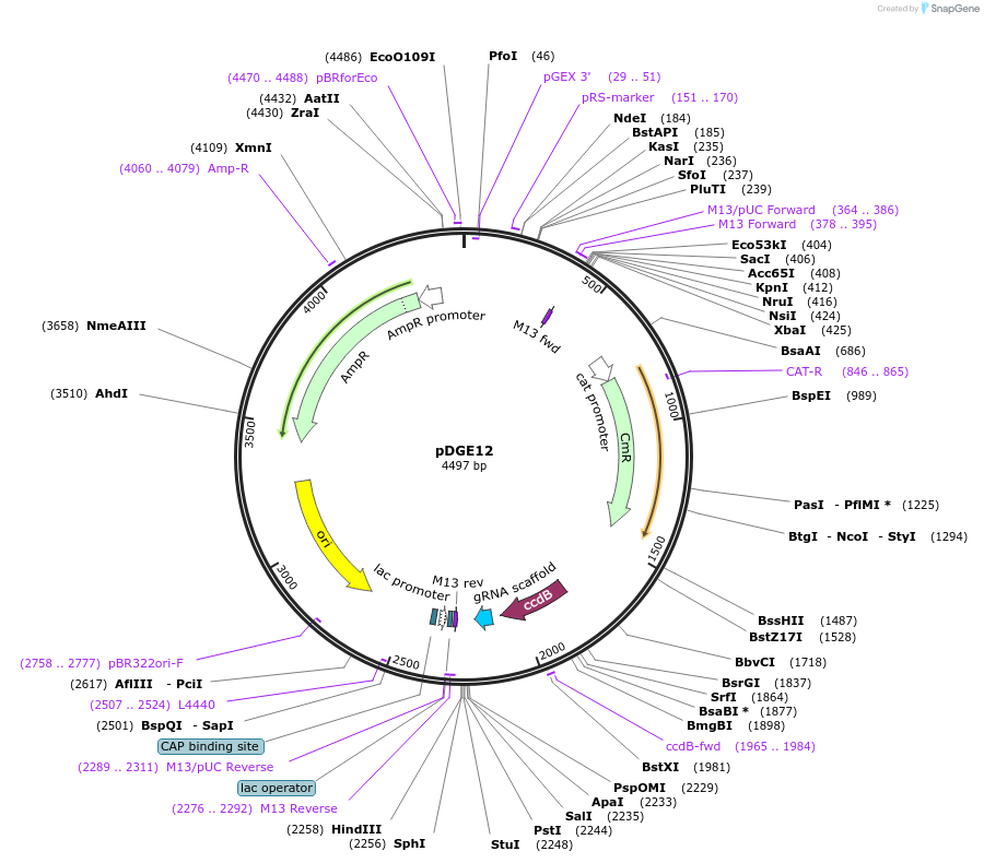 79469-plasmid-map-sequence-id-148632