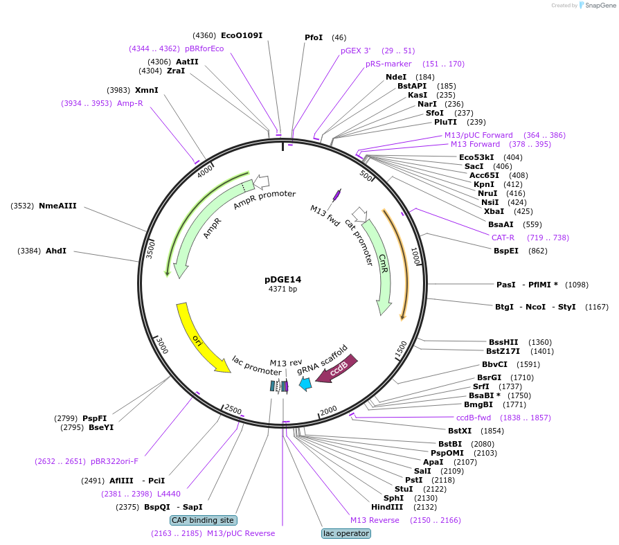 79473-plasmid-map-sequence-id-148634