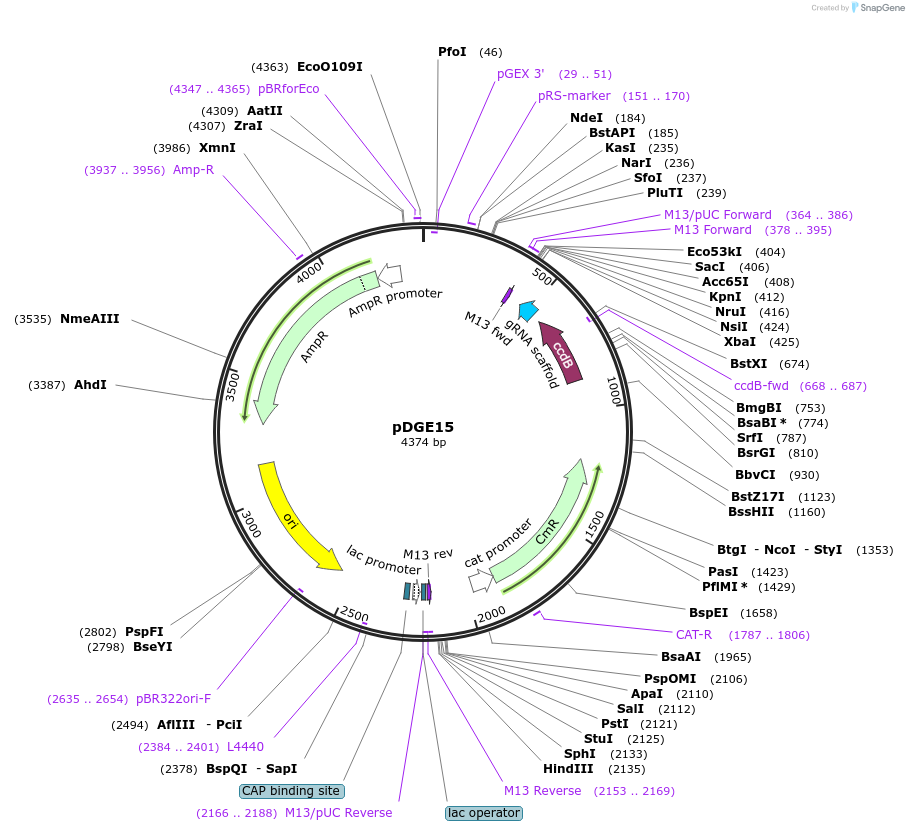 79474-plasmid-map-sequence-id-148635
