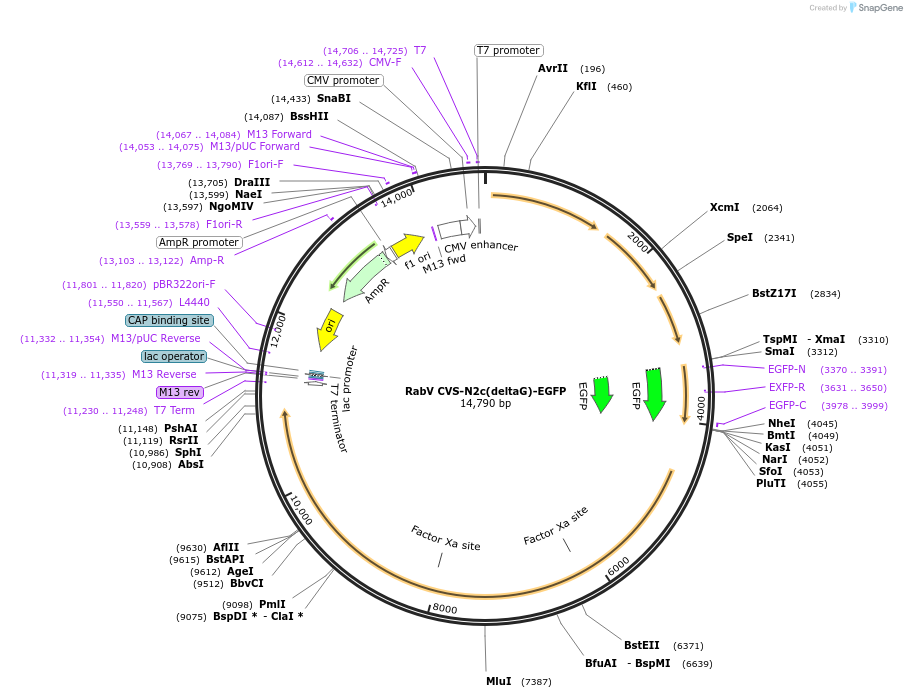 73461-plasmid-map-sequence-id-148656